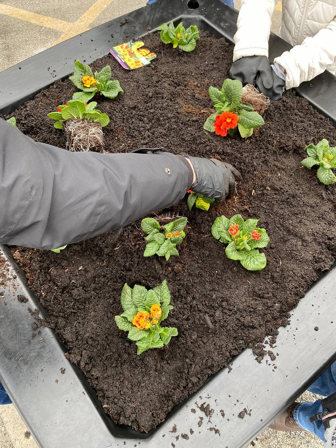 Windermere station planting flowers.